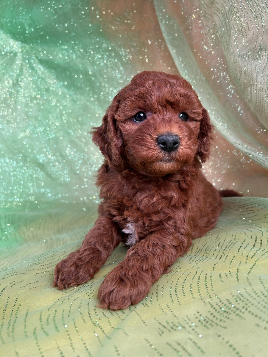 Female Mini Goldendoodle Puppy Available DOB 1-18-2023 $1500
